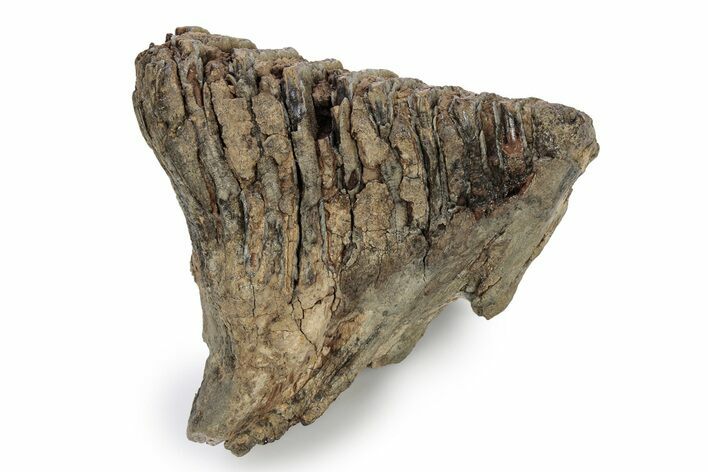 Southern Mammoth Molar - Hungary #357029